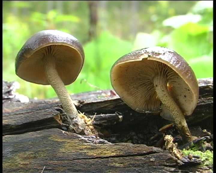 Agrocybe firma  (Peck)  Khner